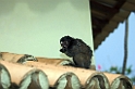 Marmoset canaster-01